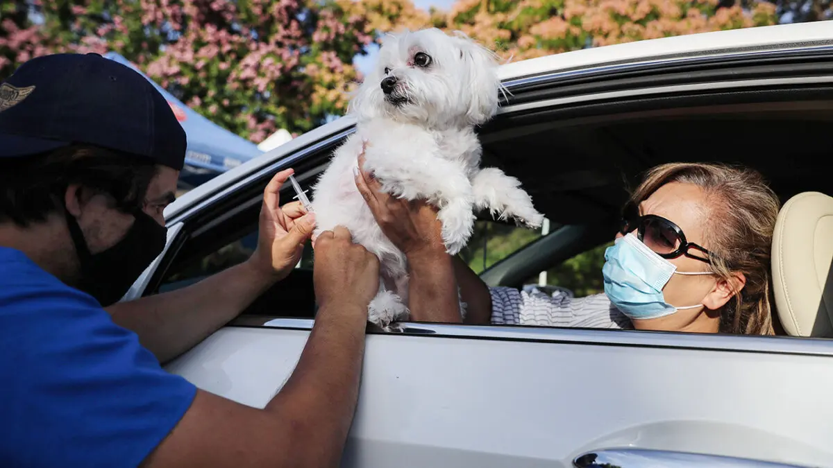 <em>Un técnico veterinario vacuna a un perro en una clínica de vacunación de mascotas con servicio desde el coche en el Mission Viejo Animal Services Center, en plena pandemia de COVID-19, en Mission Viejo, California, el 23 de junio de 2020. (Mario Tama/Getty Images)</em>