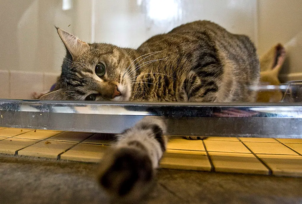 Lola, una gata doméstica de pelo corto, se asoma por debajo de la jaula en la SPCA de Sacramento, en California, el 1 de febrero de 2008. David Paul Morris/Getty Images