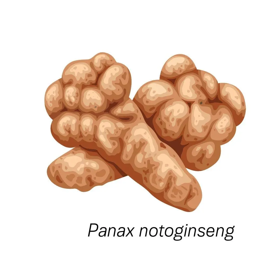Panax notoginseng. (The Epoch Times)