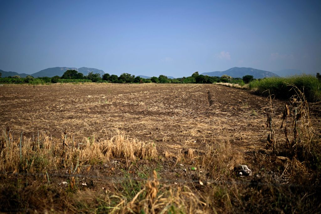 Vista de una plantación de limones abandonada por sus propietarios debido a la extorsión de bandas criminales organizadas en Apatzingán, estado de Michoacán, México, tomada el 20 de septiembre de 2023. (ALFREDO ESTRELLA/AFP vía Getty Images)