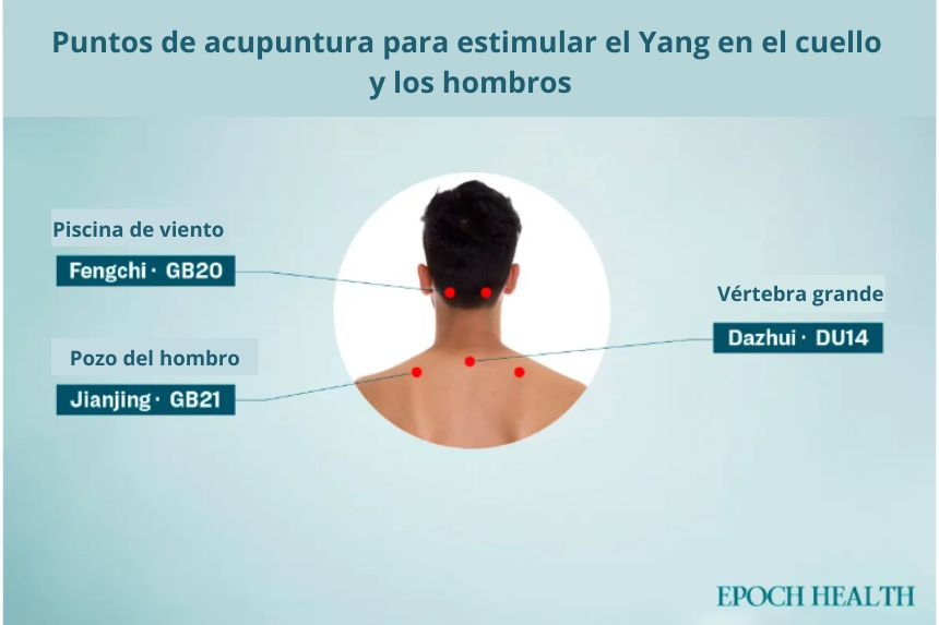 Puntos de acupuntura que potencian el Yang, ubicados en el cuello y los hombros. (The Epoch Times)