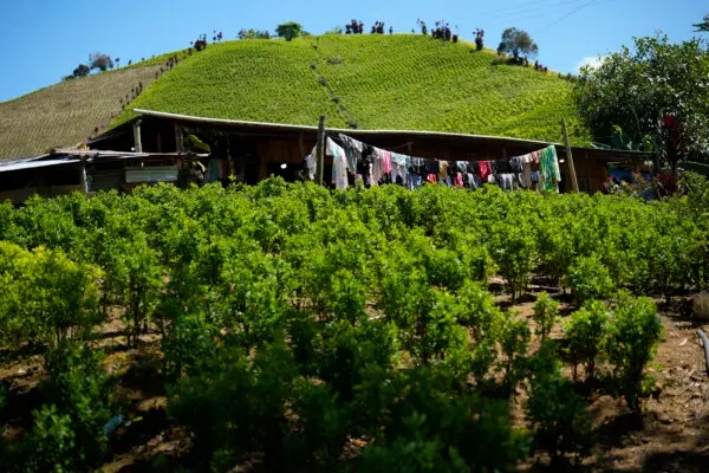 Un campo de coca en una ladera del cañón de Micay, en el suroeste de Colombia, el 13 de agosto de 2024. (Fernando Vergara/AP Photo)
