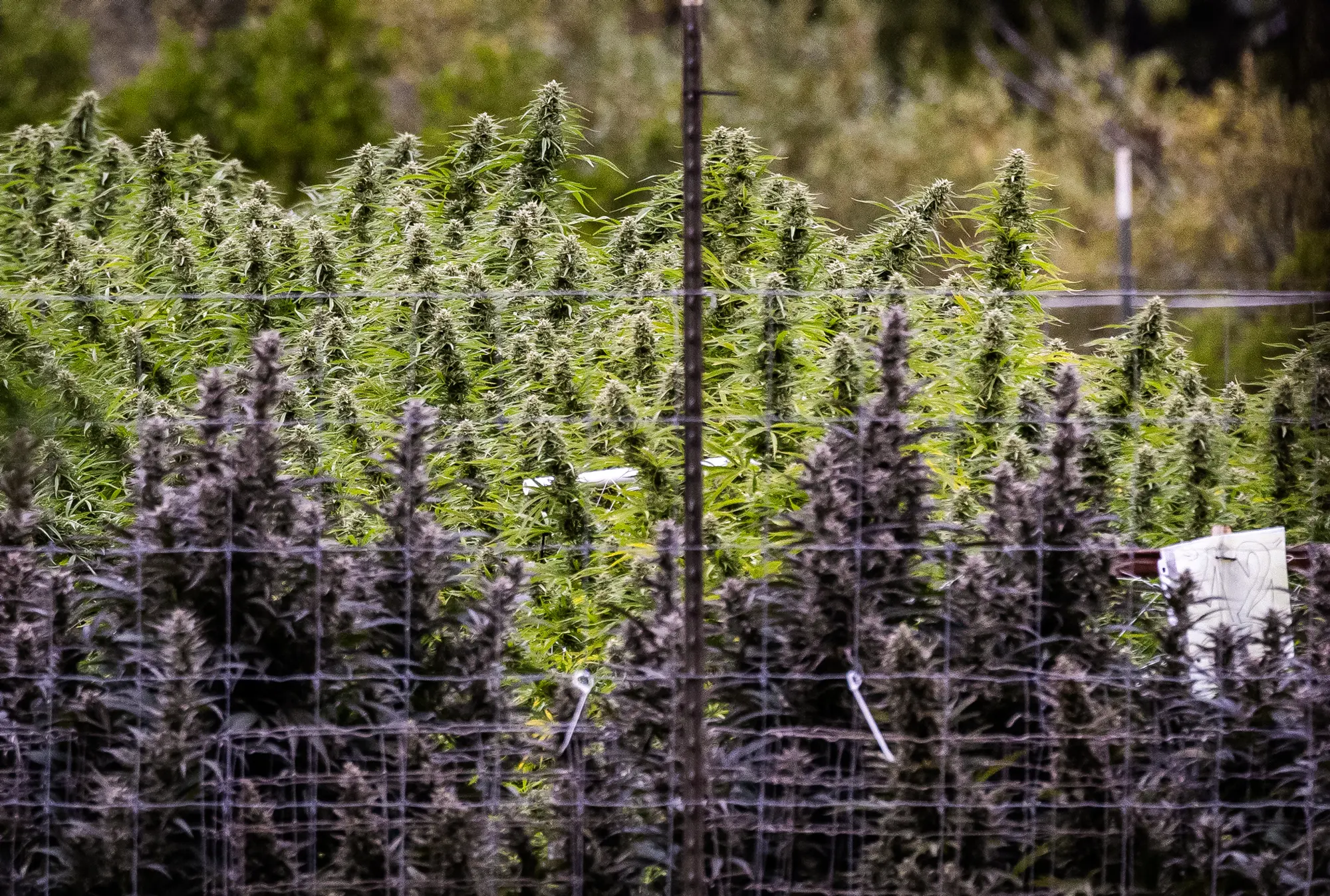 <em>(Arriba) Un cultivo de marihuana en las afueras de Covelo, California, el 9 de octubre de 2025. El sheriff del condado de Mendocino, Matthew Kendall, dice que algunos inmigrantes indocumentados que no pueden pagar las tarifas de tráfico de los cárteles mexicanos terminan trabajando en el cultivo de marihuana para saldar sus deudas. (Abajo) Una plantación de marihuana en las afueras de Covelo, California, el 9 de octubre de 2025. (John Fredricks/The Epoch Times)</em>
