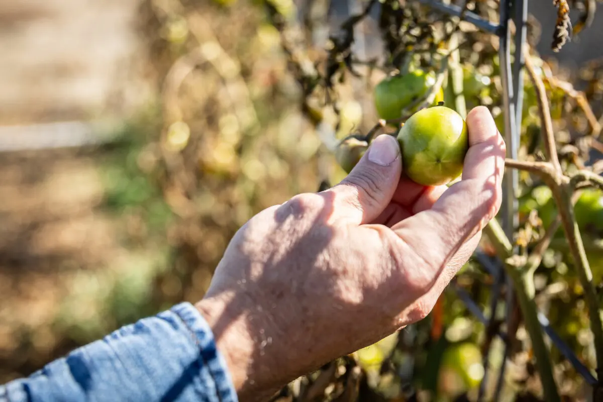 Un residente trabaja en su casa a las afueras de Cody, Wyoming, el 14 de octubre de 2025. (John Fredricks/The Epoch Times)
