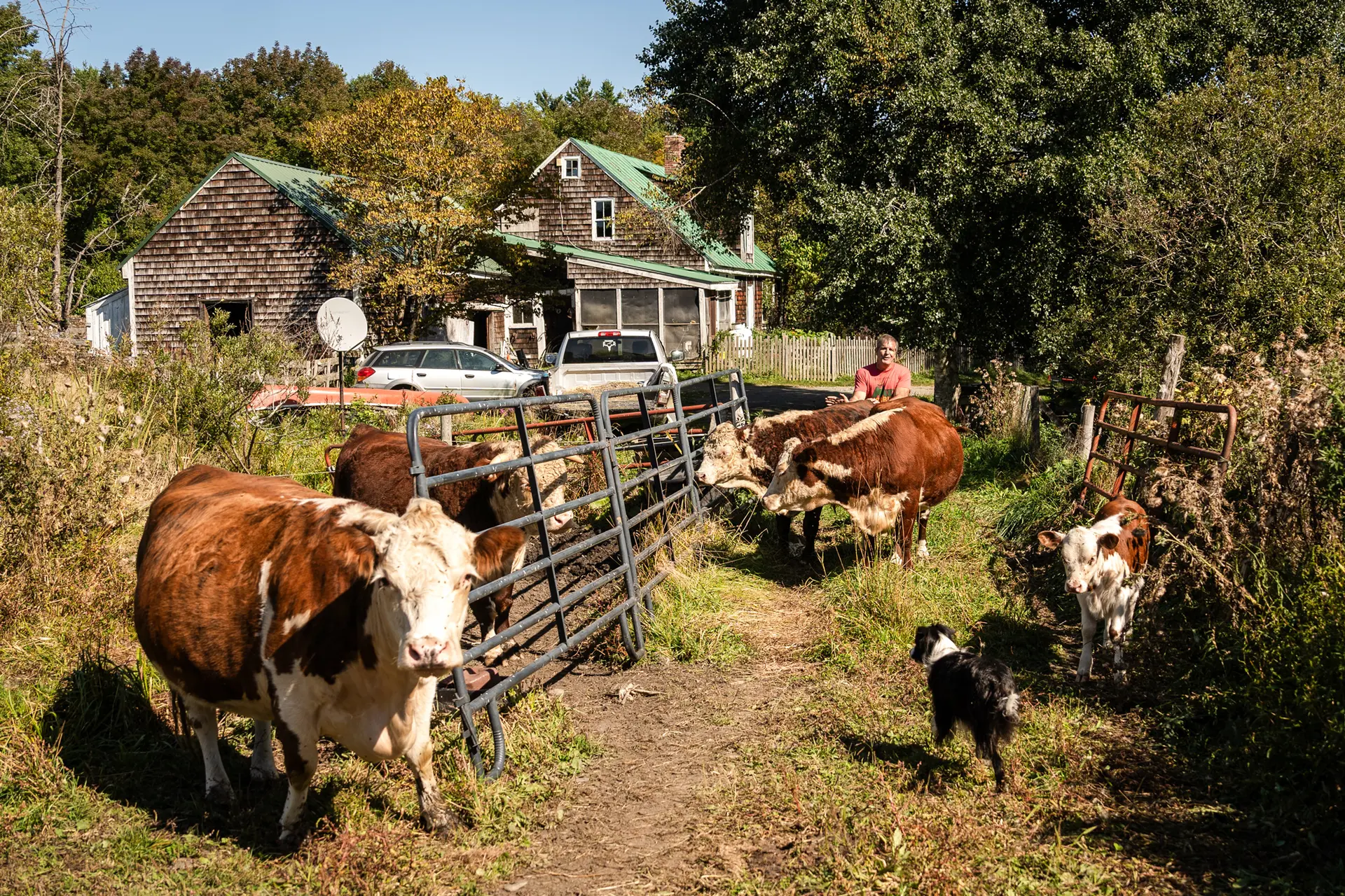 <em>El agricultor y abogado John Klar con sus vacas Hereford en su granja de Brookfield, Vermont, el 12 de septiembre de 2025. Klar cría ganado vacuno y ovino orgánico alimentado con pasto mediante prácticas de agricultura regenerativa. (Samira Bouaou/The Epoch Times)</em>