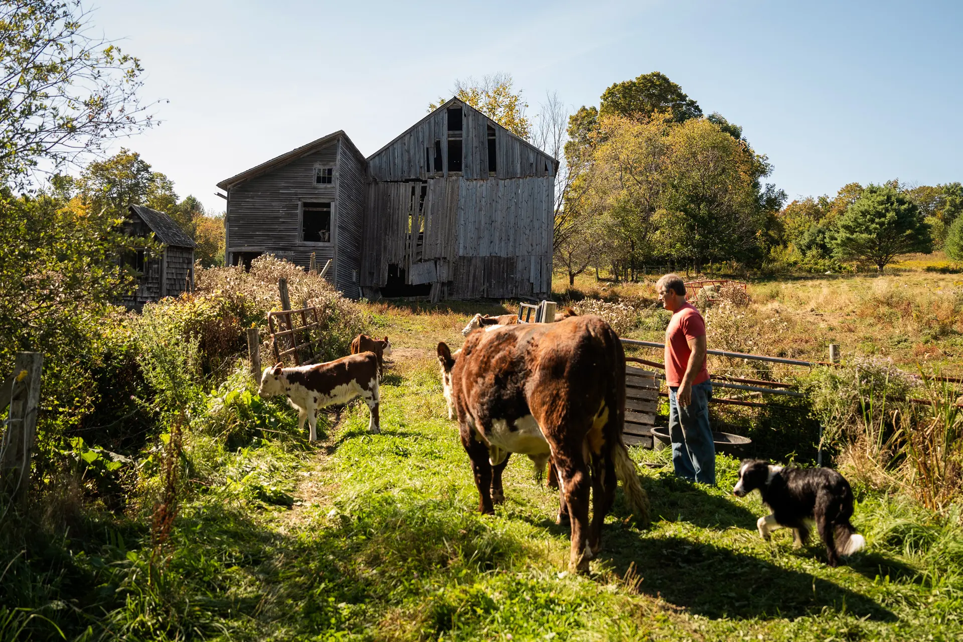 <em>El agricultor y abogado John Klar con sus vacas Hereford en su granja de Brookfield, Vermont, el 12 de septiembre de 2025. Klar afirmó que muchos de los problemas de la agricultura estadounidense comenzaron después de la Segunda Guerra Mundial, cuando las nuevas tecnologías impulsaron a los agricultores hacia grandes explotaciones de estilo industrial. (Samira Bouaou/The Epoch Times)</em>