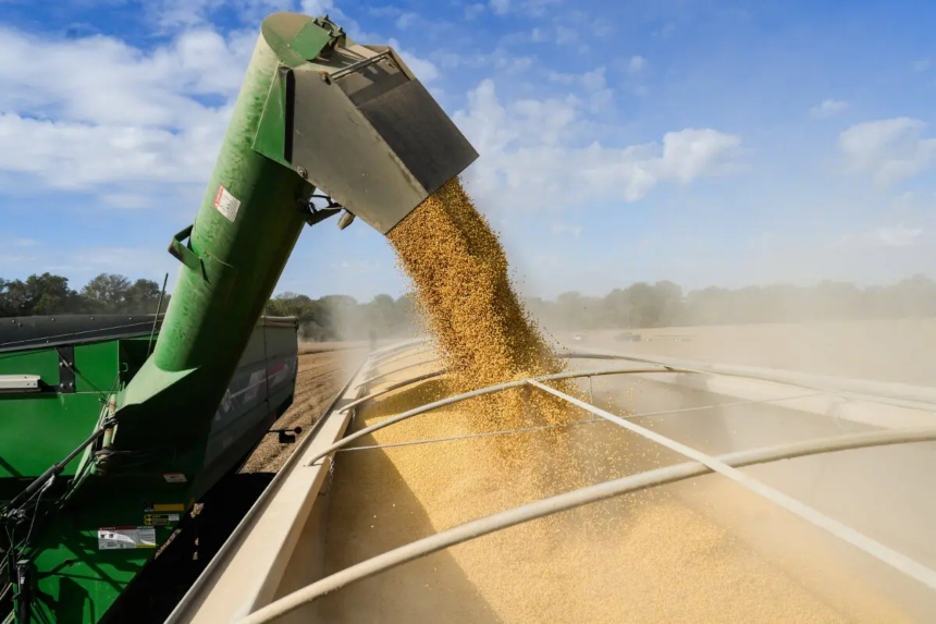 Una cosechadora descarga su soya en un camión en el condado de Tallahatchie, Misisipi, el 4 de octubre de 2025. (Samira Bouaou/The Epoch Times)