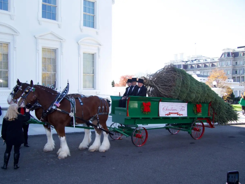El árbol de Navidad de la Casa Blanca llega al 1600 de Pennsylvania Avenue, en Washington, el 24 de noviembre de 2025. (Travis Gillmore/The Epoch Times)