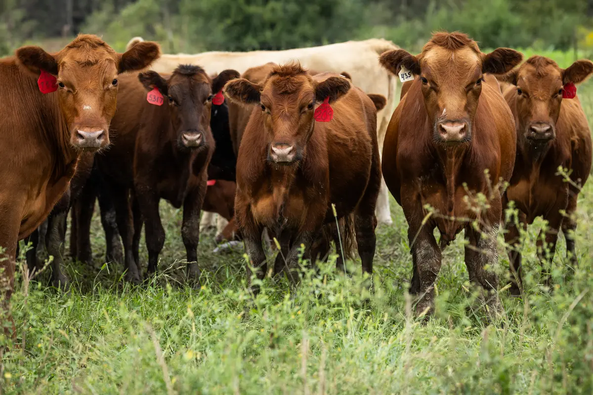 Vacas pastando en la granja de Ben Simmons en Petal, Misisipi, el 24 de septiembre de 2025. (John Fredricks/The Epoch Times)