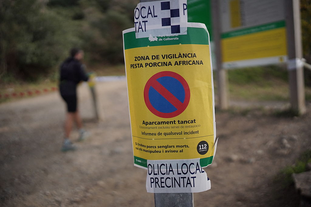 Una señal de advertencia de la policía local indica "Zona de Vigilancia de Peste Porcina Africana" a la entrada del parque natural de Collserola, cerca de Barcelona, ​​tras el hallazgo de dos jabalíes infectados con PPA el 29 de noviembre de 2025. España trabaja para limitar el impacto económico del brote de peste porcina africana, tras anunciar sus primeros casos en tres décadas en Cataluña. Las autoridades regionales catalanas han establecido dos perímetros alrededor de la zona afectada y han limitado las actividades al aire libre. (Foto de Manaure Quintero / AFP vía Getty Images)