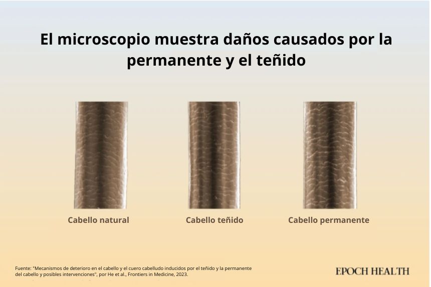 Imágenes de microscopía electrónica de tallos de cabello natural, teñido y con permanente. Mecanismos de deterioro del cabello y el cuero cabelludo inducidos por el teñido y la permanente y posibles intervenciones, por He et al., Frontiers in Medicine, 2023. (CC BY 4.0.)