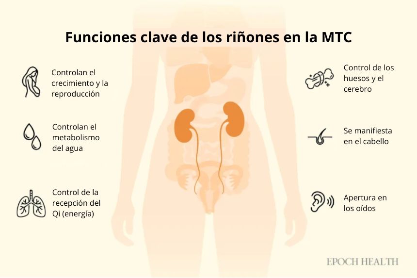 Funciones clave de los riñones en la Medicina Tradicional China (The Epoch Times)