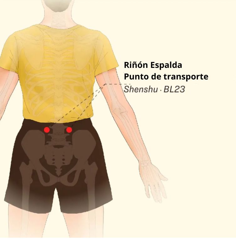Ubicación del punto de acupuntura transportador del riñón posterior (The Epoch Times)