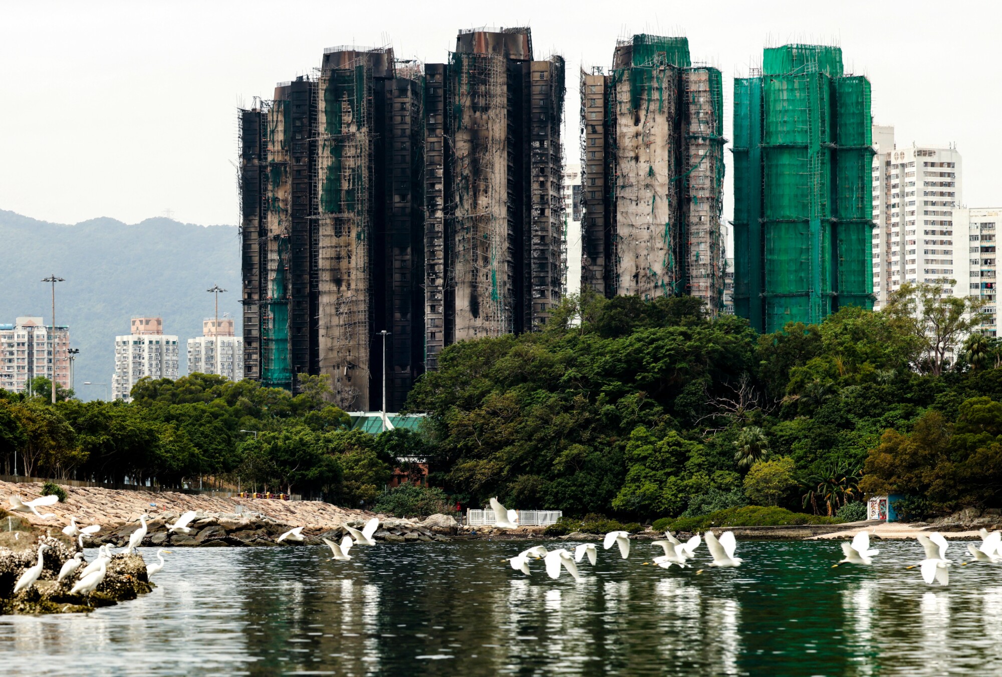 Pájaros vuelan junto a los edificios quemados del complejo residencial Wang Fuk Court tras el mortal incendio ocurrido en Tai Po, Hong Kong, el 30 de noviembre de 2025. (Maxim Shemetov/Reuters).