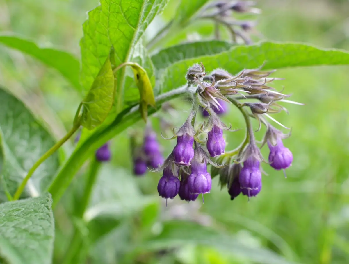 <em>Consuelda (Symphytum officinale). (Orest Lyzhechka/Shutterstock)</em>