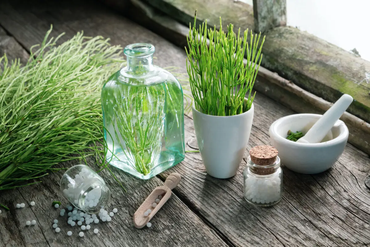 <em>Cola de caballo (Equisetum arvense). (Chamille White/Shutterstock)</em>